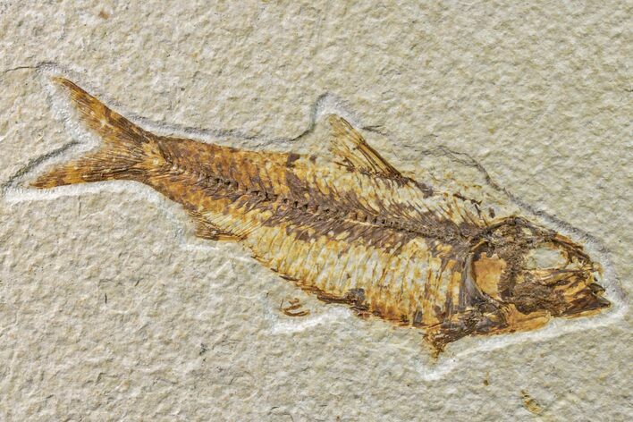 Fossil Fish (Knightia) - Wyoming #159059